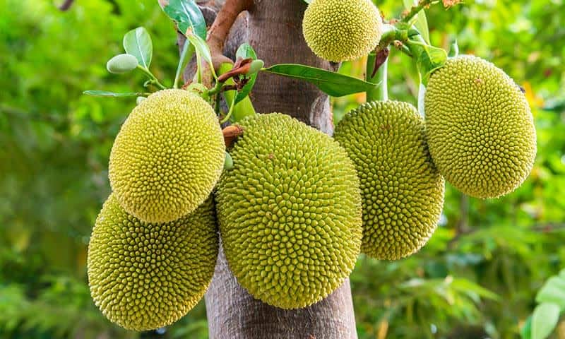jackfruit immagine jackfruit